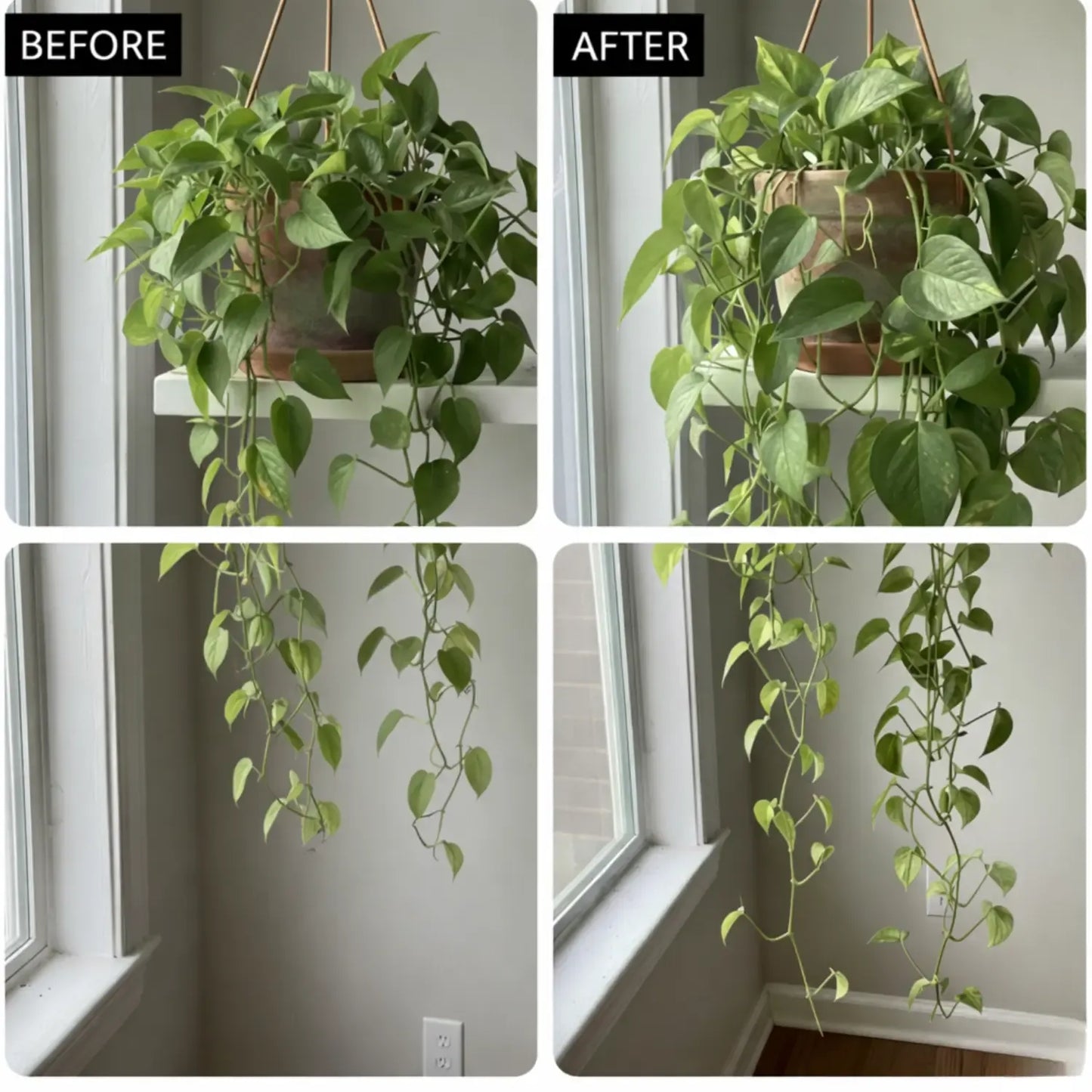 Solvia®Natural Houseplant Food - Solvia USA